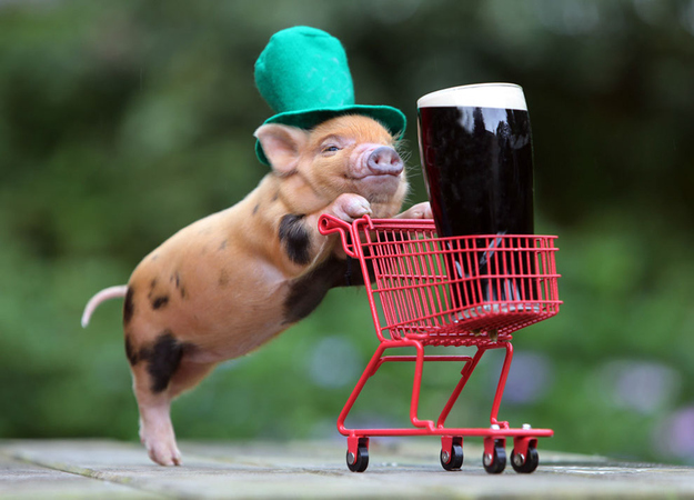 Teacup Pig St Patricks Day Annoying Rambles
